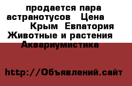  продается пара астранотусов › Цена ­ 2 000 - Крым, Евпатория Животные и растения » Аквариумистика   